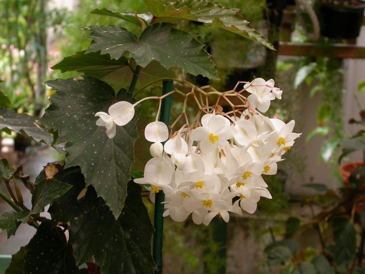 B. ‘Snowflake’